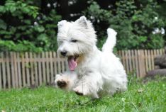 westie, sønderdalen, dion, male, dog, hund, han, 