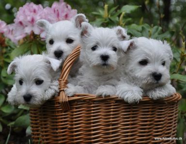 westie hvalpe west highland white terrier til salg westier hundehvalpe fotoskofus.dk kennel ehlert