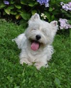 Westie, sønderdalen, knight, jannick, male, dog, west highland white terrier