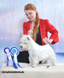 westie, maya, deipen brook, deipenbrock, special, juke han, dog, male