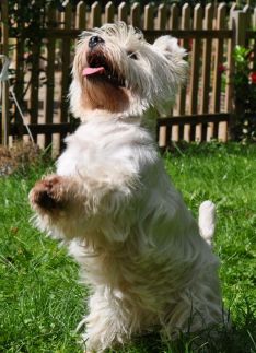 westie, sønderdalen's, sweet, heartbreaker, bitch, tæve,  dog, hund