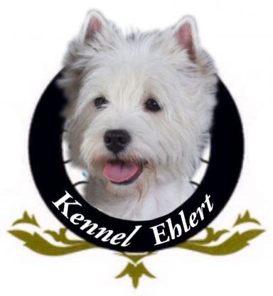 hunde, beagle, westie, aussie, kennel symposions, karin, toke, bertha, mathilde zederkof, toke larsen, kaj lorensen, australsk terrier, west highland white terrier, hvalpe, puppy, puppys, fribikeshop vejle, vejle, munkebjerg, munkebjerg skoven, vinter, nytårskur, gruppebillede, gruppe, fotoskofus, kennel ehlert, hundekennel vejle, 