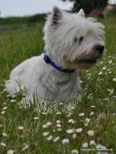 westie, ehlerts, sweet, loverboy, willy, han, dog, male